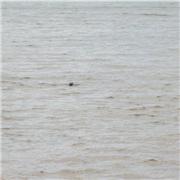 Seal seen off Dawlish sea front yesterday (030816).